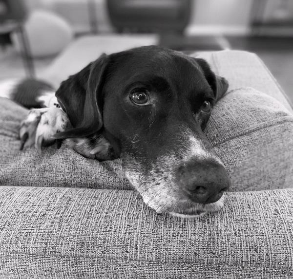/Images/uploads/Southeast German Shorthaired Pointer Rescue/segspcalendarcontest/entries/31193thumb.jpg